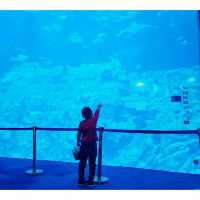 海洋公園～光影都會