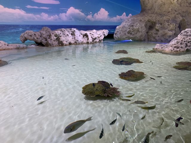 【沖縄】DMMかりゆし水族館