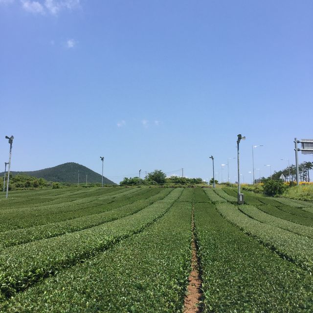 파릇파릇 제주 오설록으로 ~