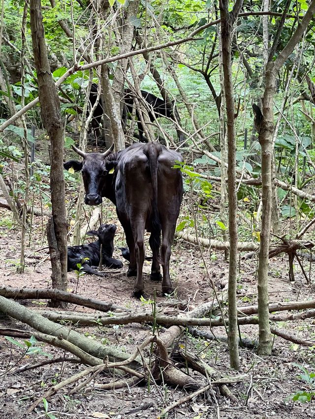 牛の親子を見ながらお散歩　in黒島