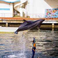 イルカを世界で初めて飼育した水族館！？