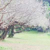 สวนบ๊วยดอยอ่างขาง