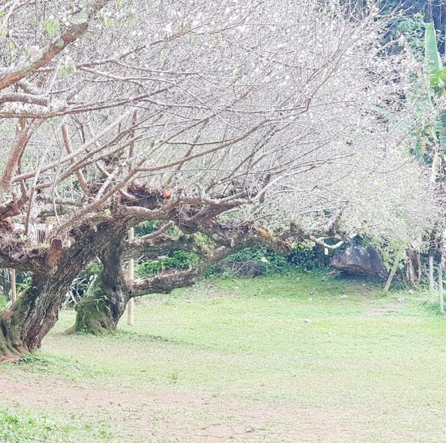 สวนบ๊วยดอยอ่างขาง