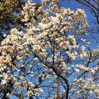 Spring