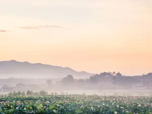 蓮花第一村