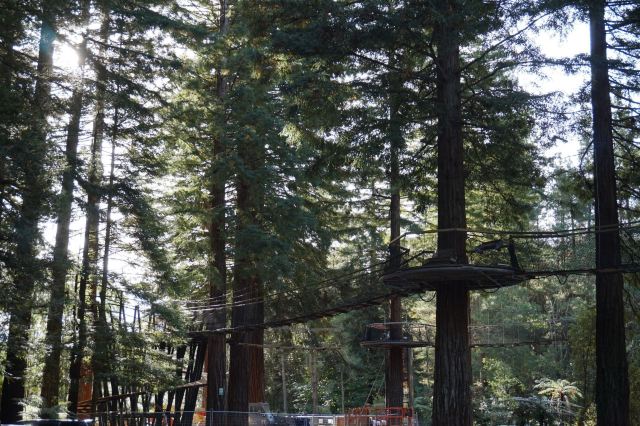 Redwoods, Whakarewarewa Forest