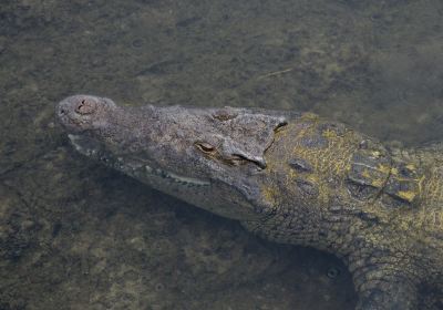 鱷魚樂園