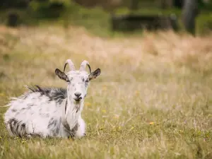 UK Farm