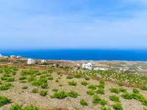 Santo Wines