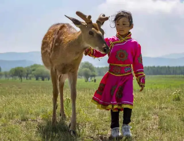 Sika Deer Feeding in Chifeng