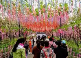 寶塔山櫻花園