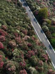 Guizhou Bijie Qianxi Azalea Scenic Spot Campsite