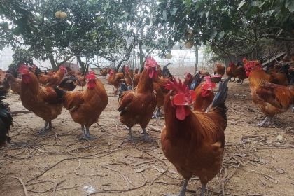 刘二姐休闲农庄·柴火鸡