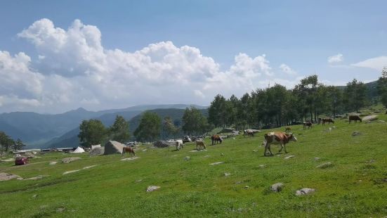 茶山位于河北省张家口市蔚县的茶山村，地势海拔2524米，是河