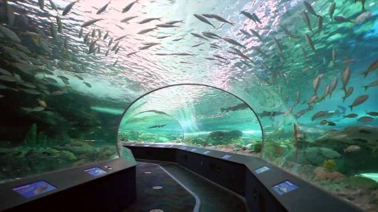加拿大瑞普利水族馆，听当地人讲，这个水族馆是加拿大最大的一个
