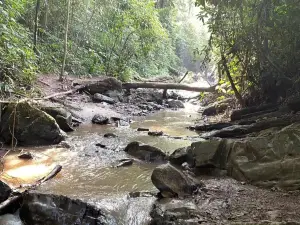 Jino Mountain Rainforest Hiking