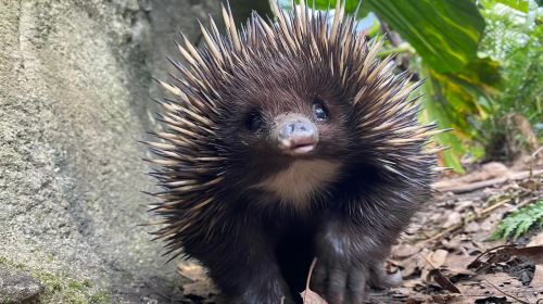 WILD LIFE Sydney Zoo