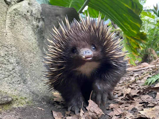 5_WILD LIFE Sydney Zoo