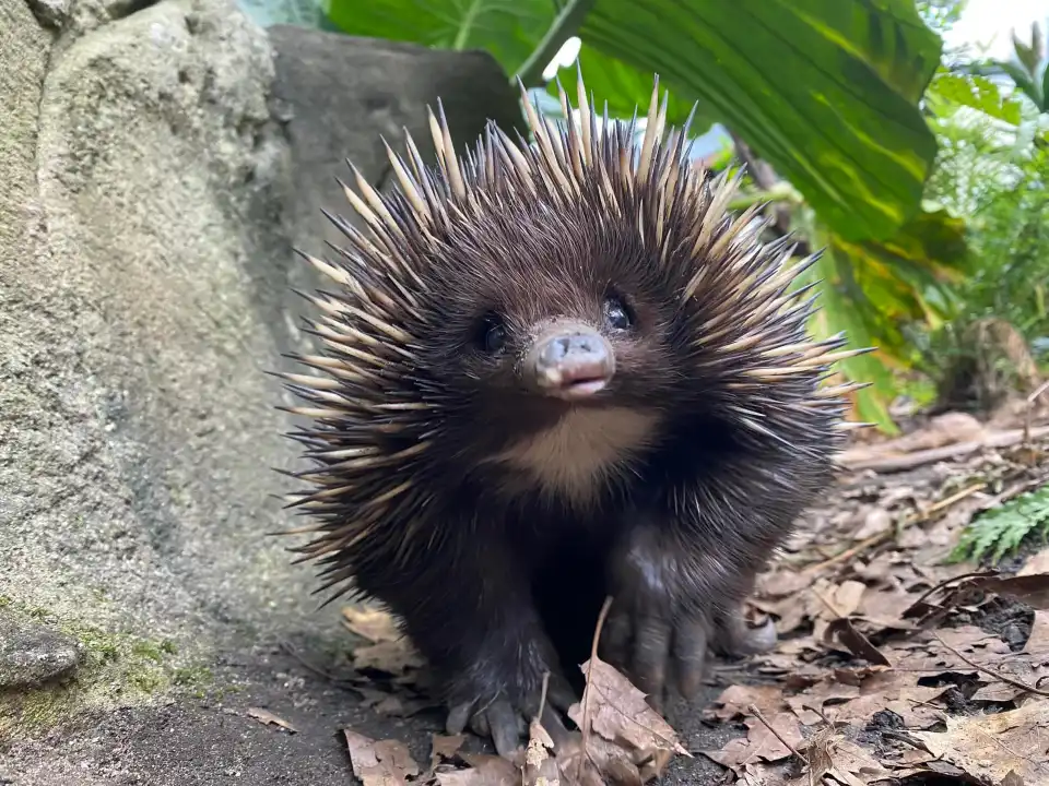 5_WILD LIFE Sydney Zoo