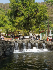 El Ahuehuete Arbol Milenario