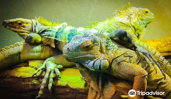 Рептилия Вон