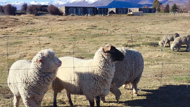 Lake Tekapo Farm Tours