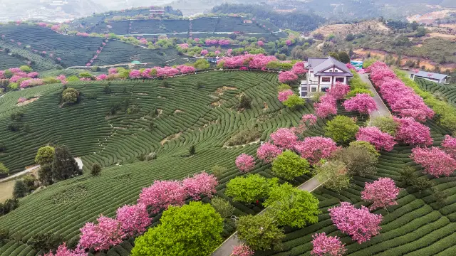 Cherry Blossom Viewing in Longyan