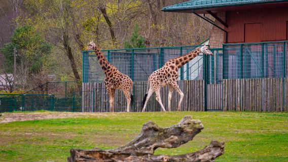 ZOO GDAŃSK
