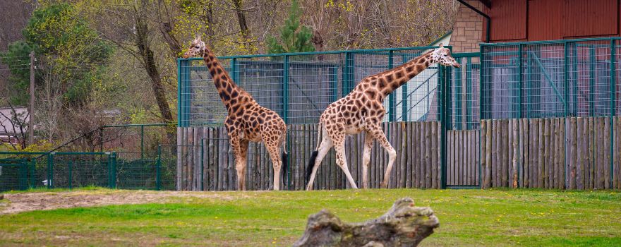 ZOO GDAŃSK