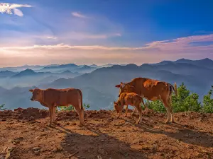 Niucao Mountain Scenic Area