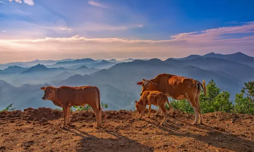 Niucao Mountain Scenic Area