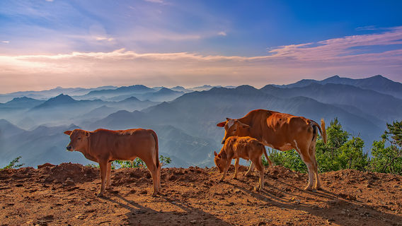 Niucao Mountain Scenic Area