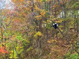 Popular Fall Viewing Attractions in Foping County