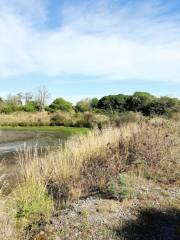 Bexley Wetland