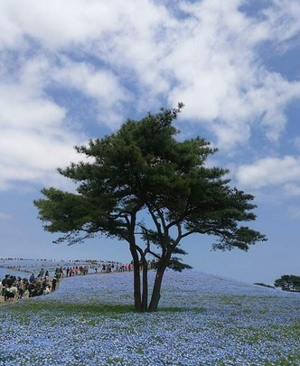 國營常陸海濱公園