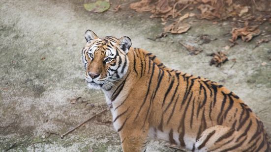 動物園優點：空氣不錯，環境還行，很寧靜，有種隱居山林的感覺。