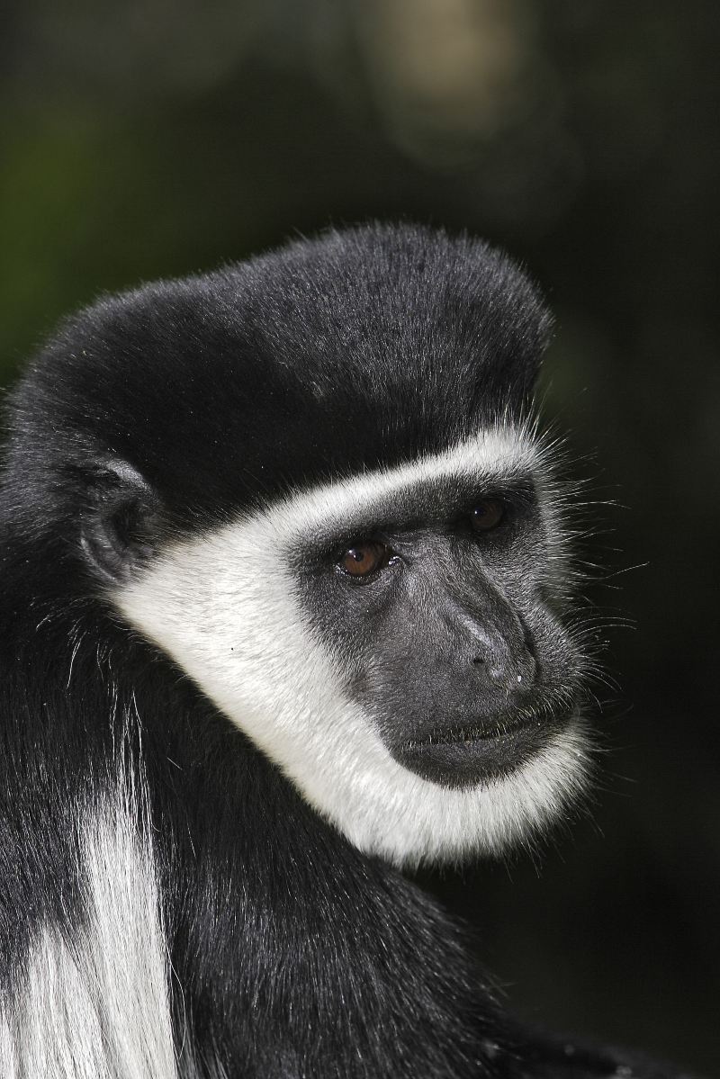 泉州海シ野生動物ワールド