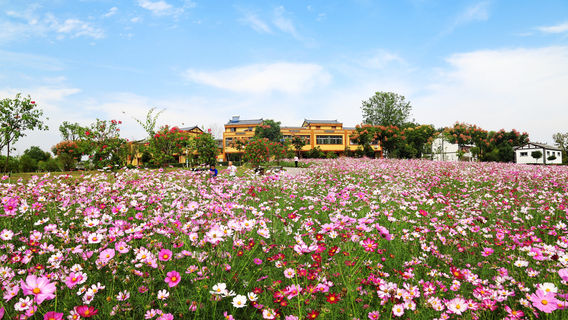 Magnolia Flower Town(Magnolia Nightless City)