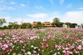 Magnolia Flower Town(Magnolia Nightless City)