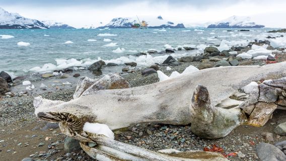 excursión de un día en profundidad por la costa sur de Islandia (crucero la laguna glaciar Diamond Beach/Vík/Jökulsárlón)
