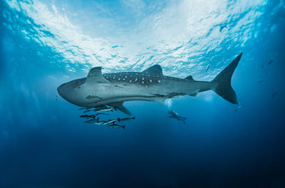 Snorkeling or Scuba Diving in Krabi