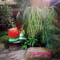 Strawberry Stop User Photo