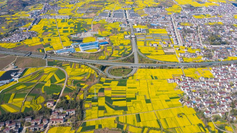 Rape Flower Field, Yangxian County