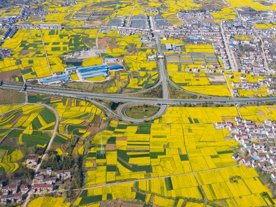 Rape Flower Field, Yangxian County