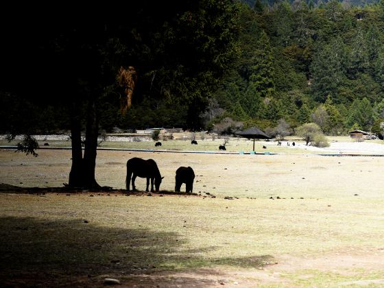 Bangjietang Grassland