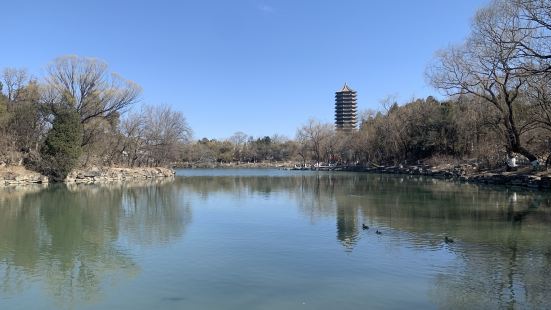 春风裁柳，北京大学未名湖又到了风景怡人的时时候。环湖踏春一直