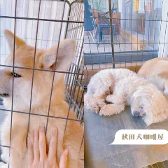 秋田犬咖啡屋·精酿啤酒馆 User Photo