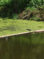 Bosque Urbano Canal Nacional (Tramo 1)