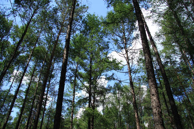 Korean Pine Forest Park