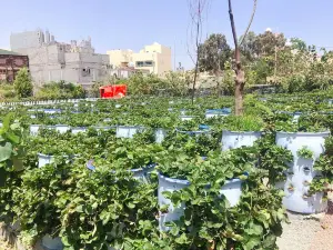 Strawberries Farm